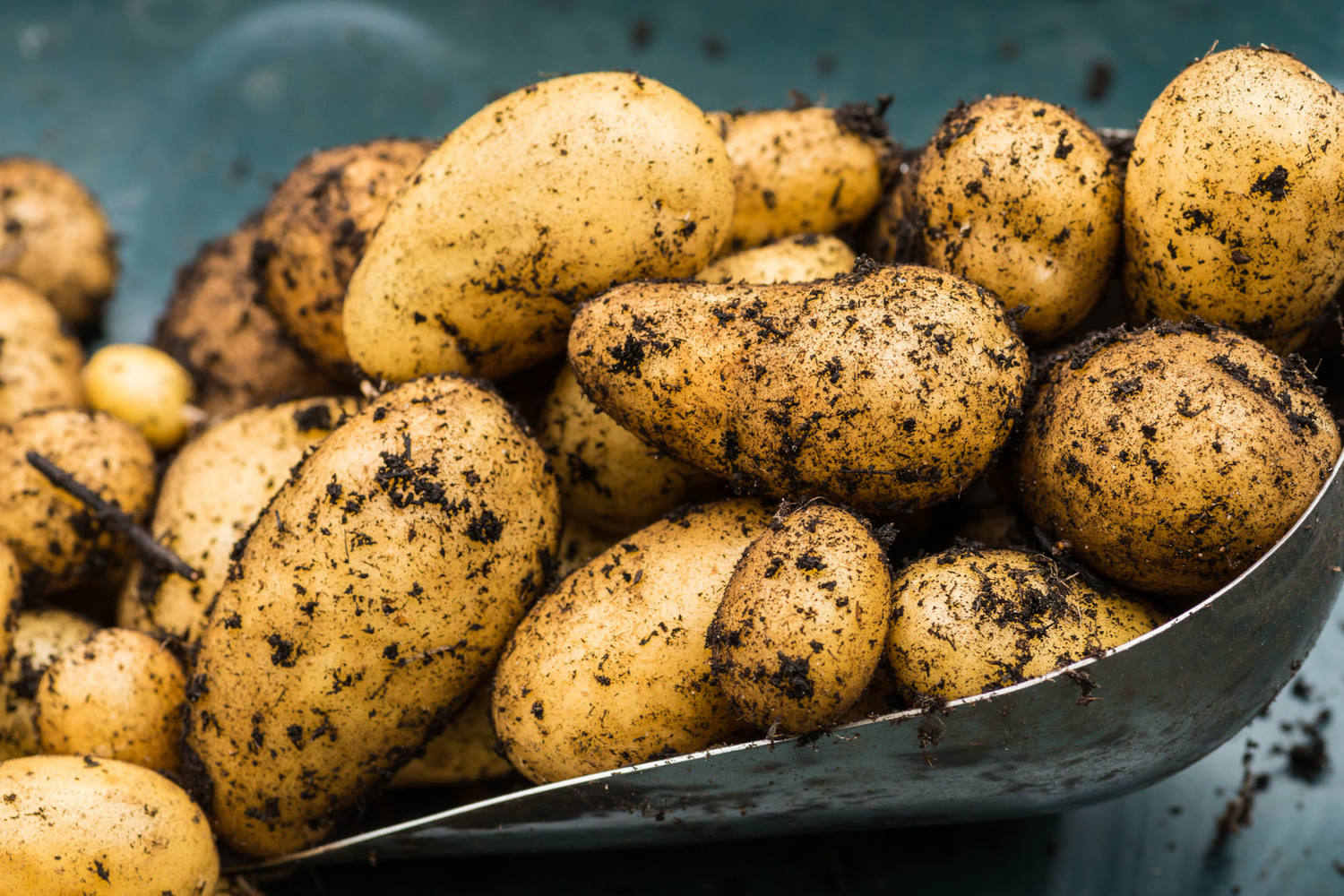 Charlotte aardappelen 1kg stuk 2